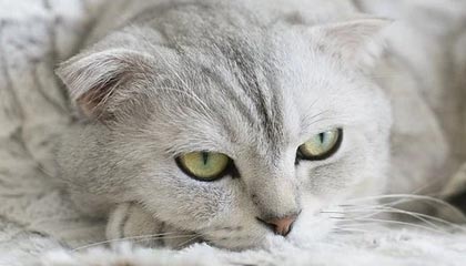 开云·Kaiyun网页版-校园篮球联赛西南赛区开战战况胶着，第23届中国大学生篮球联赛西南赛区