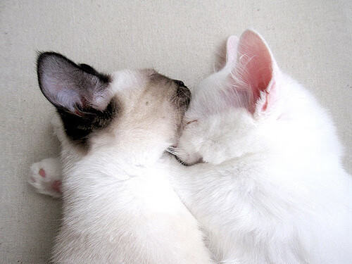 体育赛事风险管理与应急策略研究分析，体育赛事风险管理的主要内容