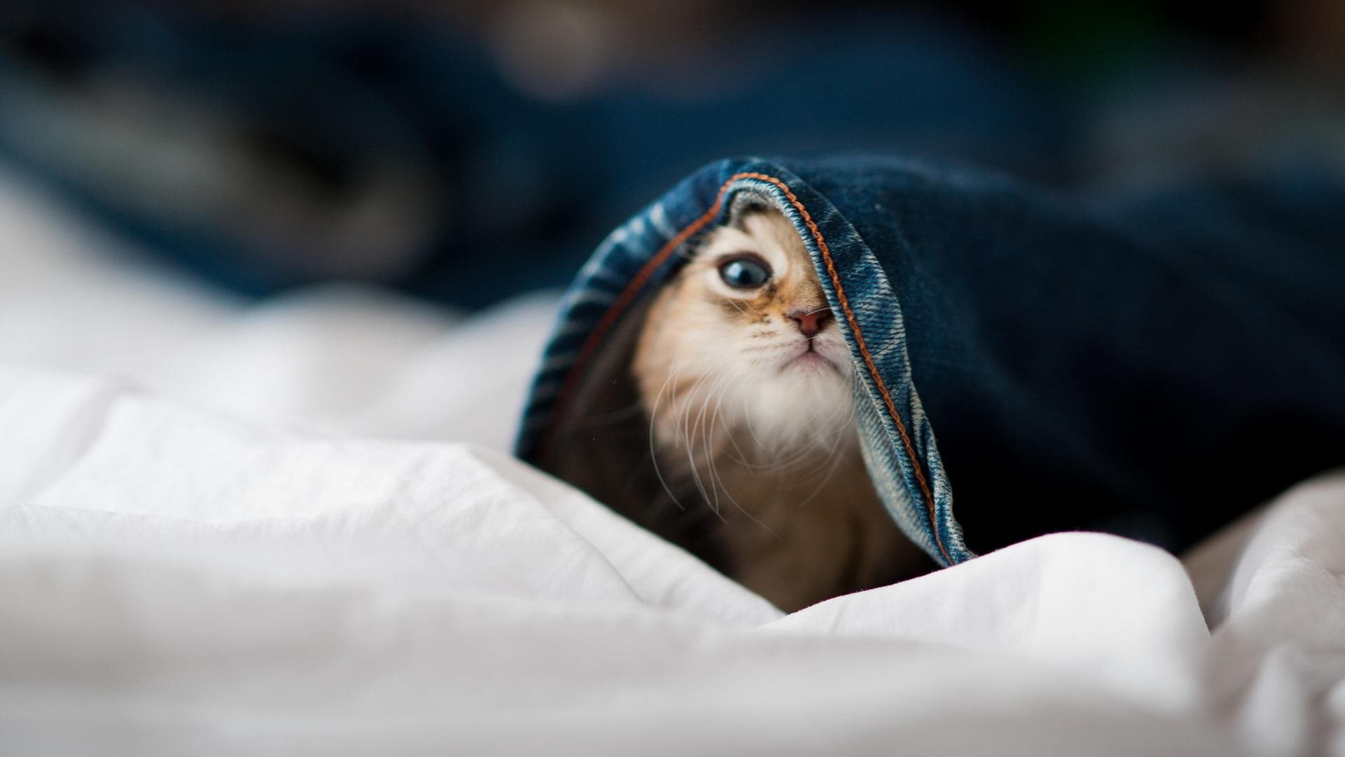 英超球队基于位置热力图优化压迫式防守区域控制，英超球队地图分布