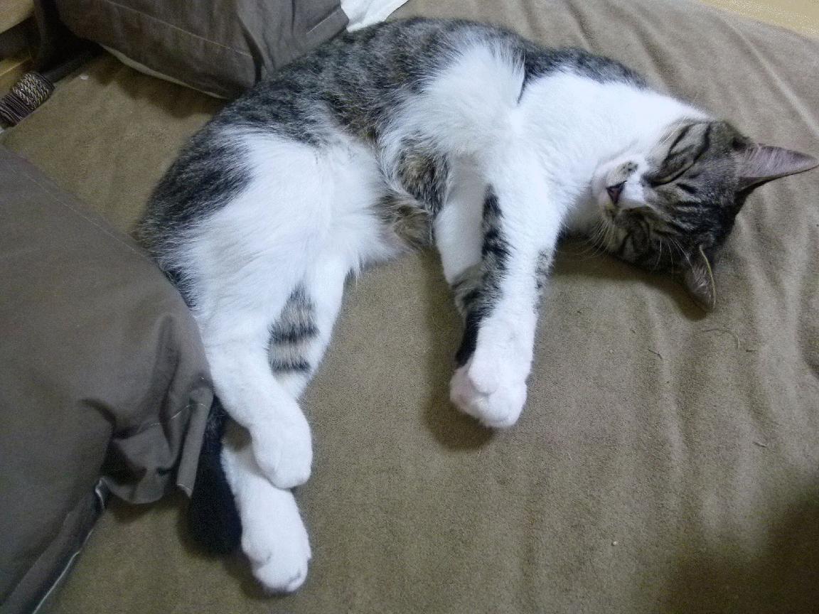 冲刺阶段划幅与最终名次关系分析，冲刺阶段是什么意思