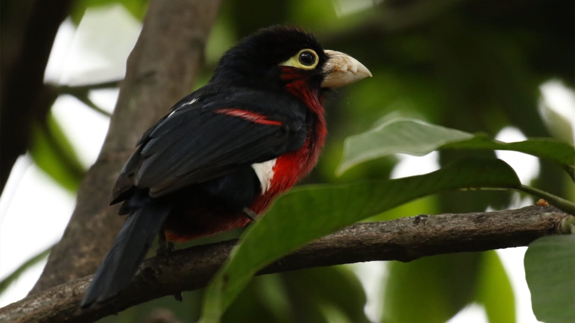 划频划幅数据揭示技术差异,如何定性的画幅频特性曲线