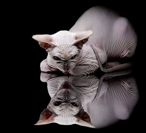 开云·体育官网-蛙泳技术优化助力成绩提升，蛙泳技术详解