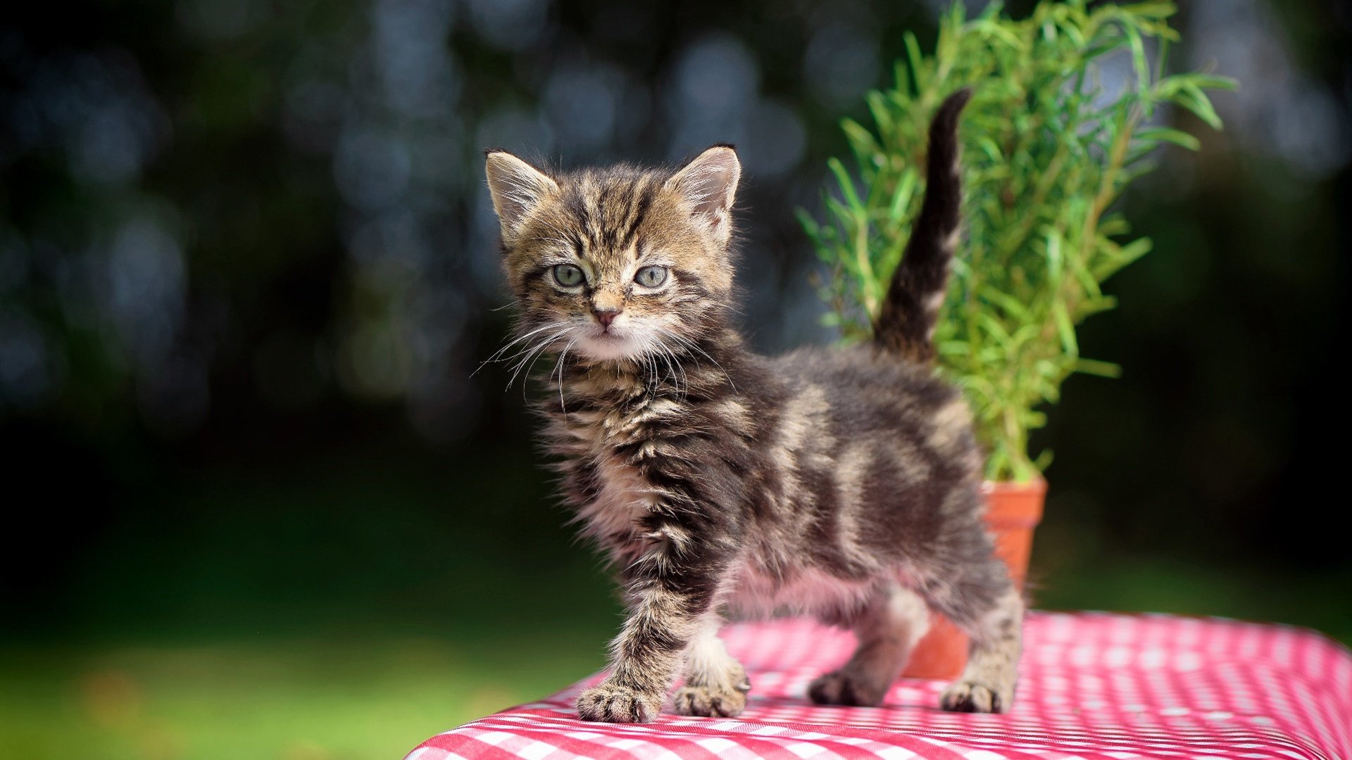 体育科技展亮相国际会展中心，2020年国际体育展会