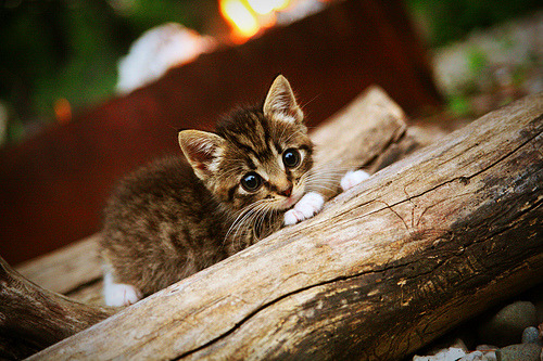 奥卡拉汉决赛表现引发热议,奥卡卡拉拉