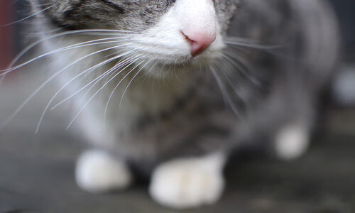 尼尔·巴特尔的全场防守让袋鼠队在关键时刻始终占据优势，尼尔巴特莱特