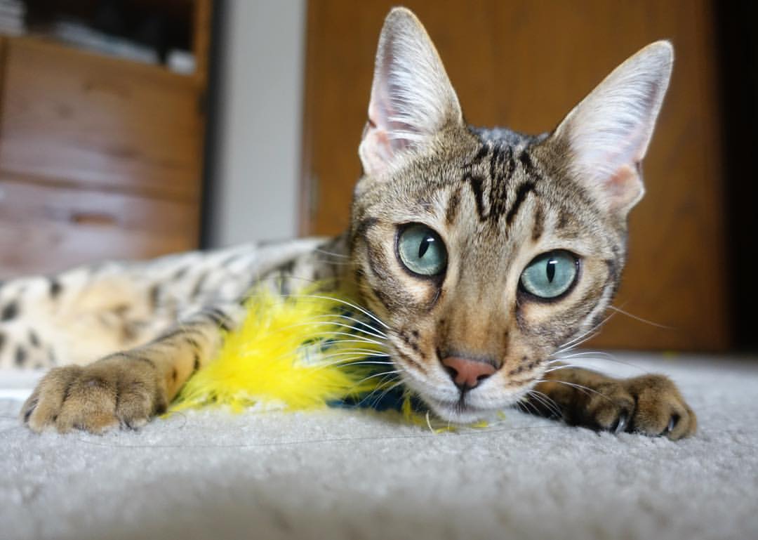 斯洛伐克男篮在欧洲赛事中不断突破,迈向世界舞台,斯洛伐克篮球国家队