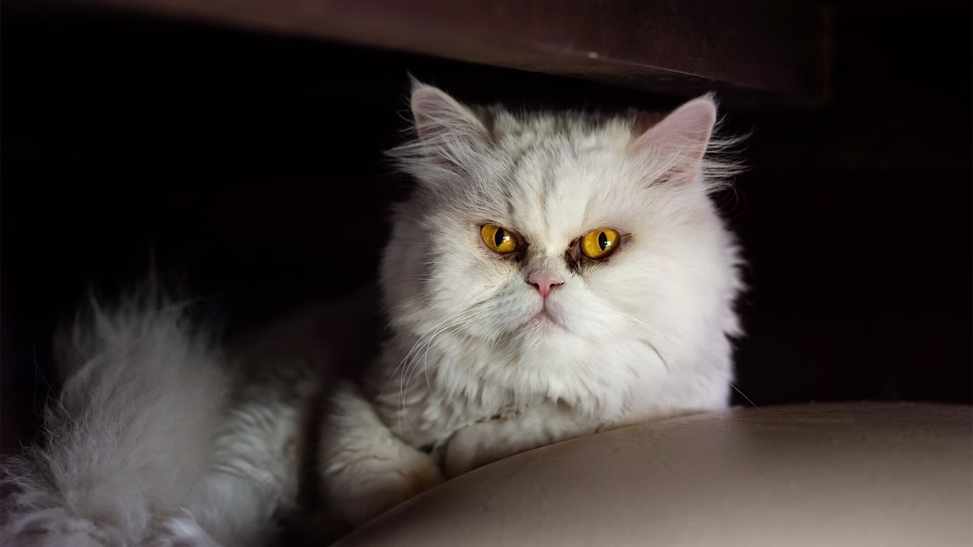 新西兰青训体制加强,如何为橄榄球未来注入新活力?,新西兰橄榄球国家队