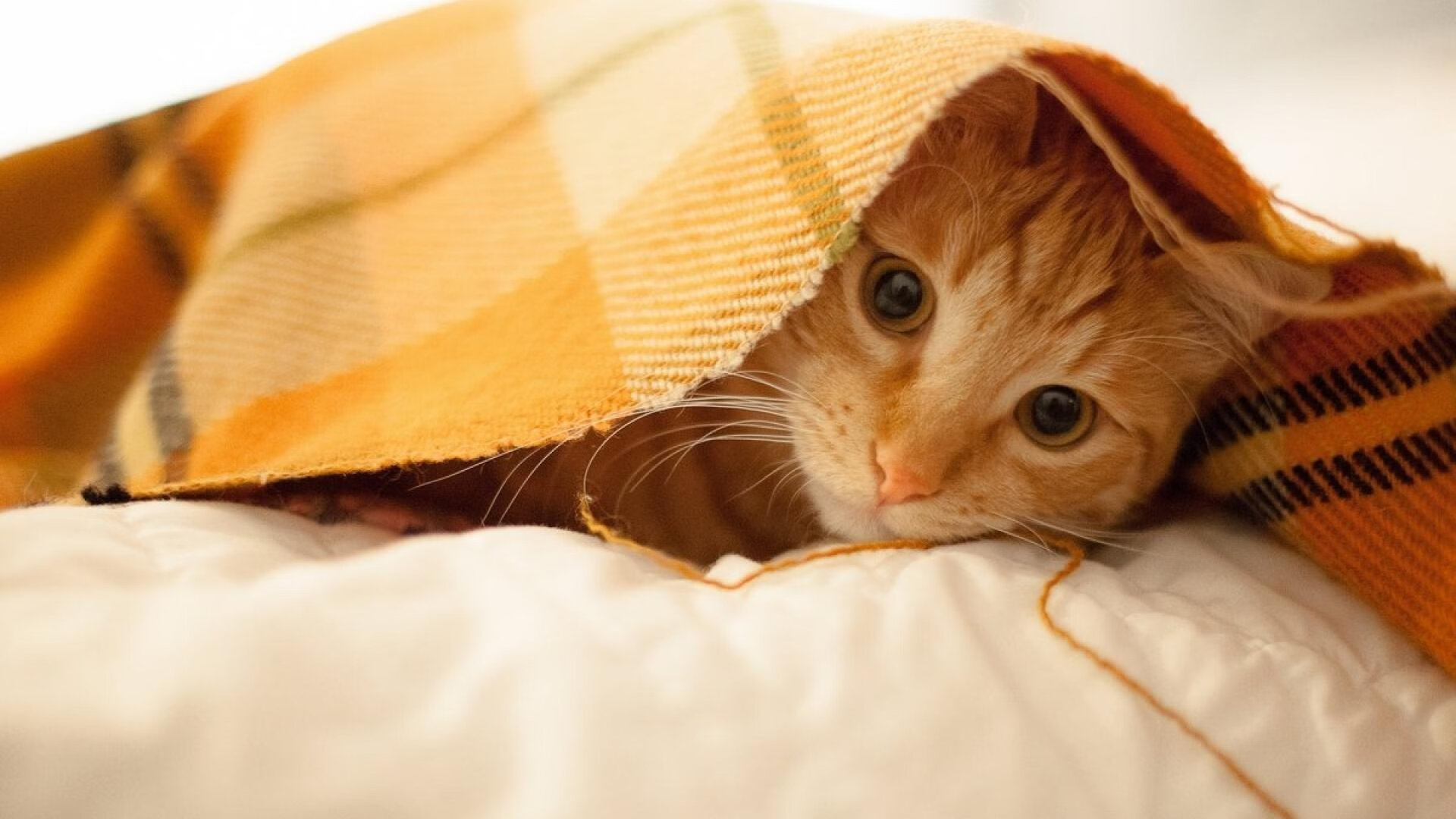 田径专项训练营注重运动科学指导，田径训练指导思想