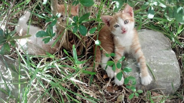 科尔博蛙泳技术细腻,动作流畅自然,科尔搏击