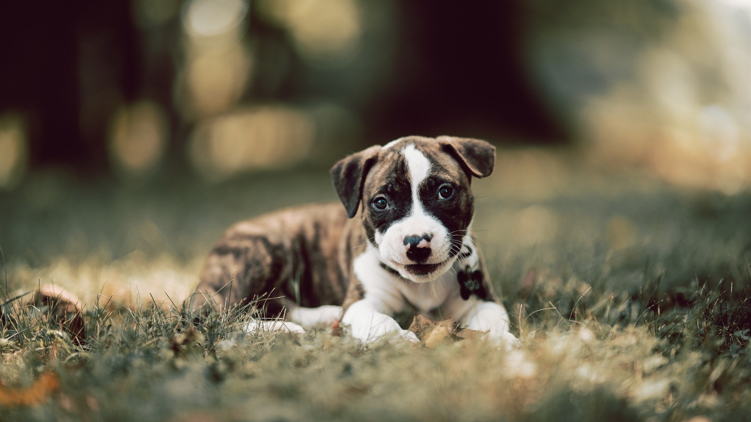 莫莉·奥卡拉汉赛场风采尽显未来潜力，莫莉卡赫拉瓦特