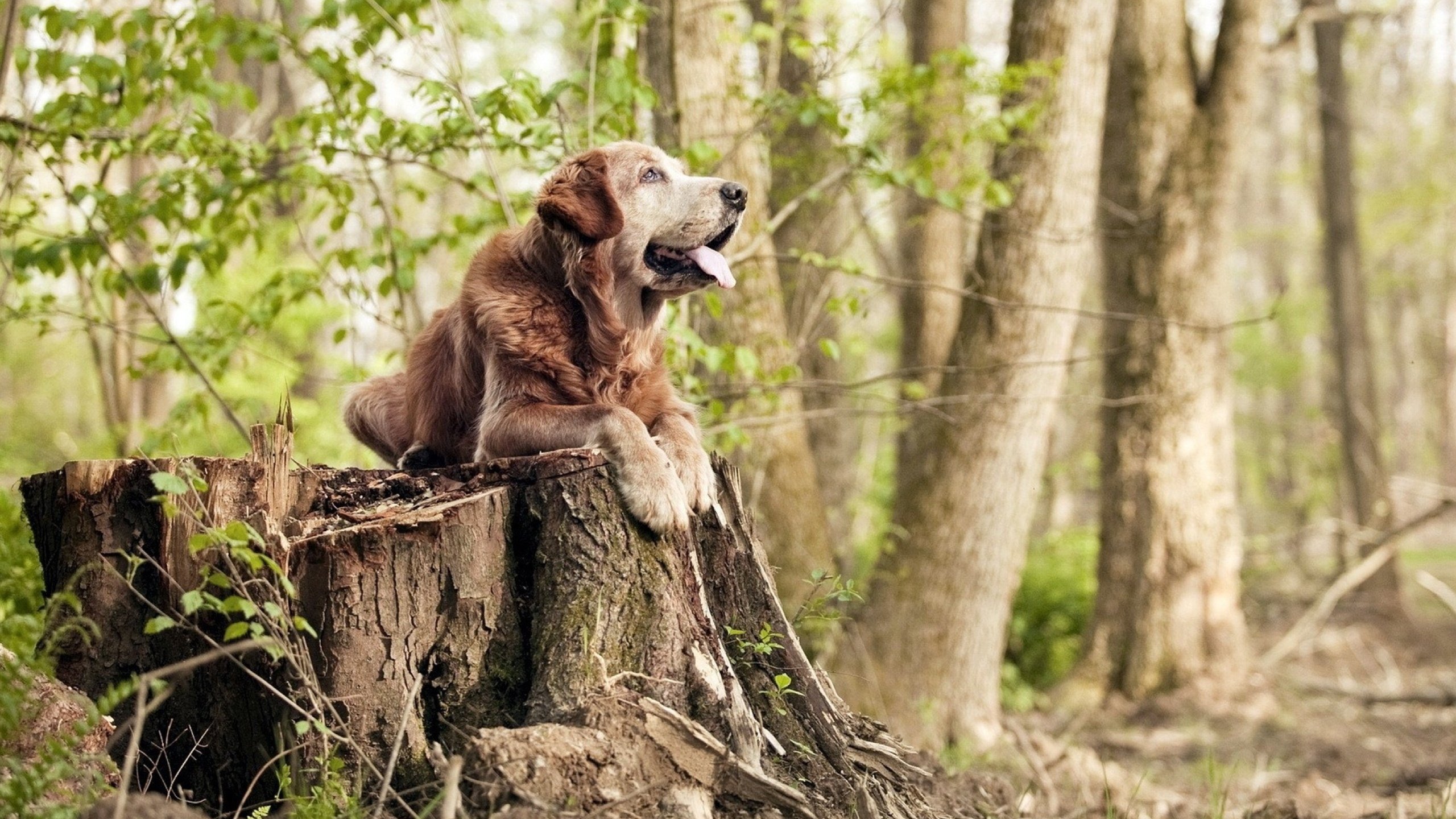 Clark 身体素质强，比赛活跃度高