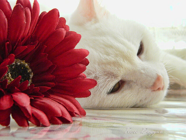 kaiyun官方网站-中国足球主力门将战术阅读能力与反应速度提升计划，中国国家足球队门将