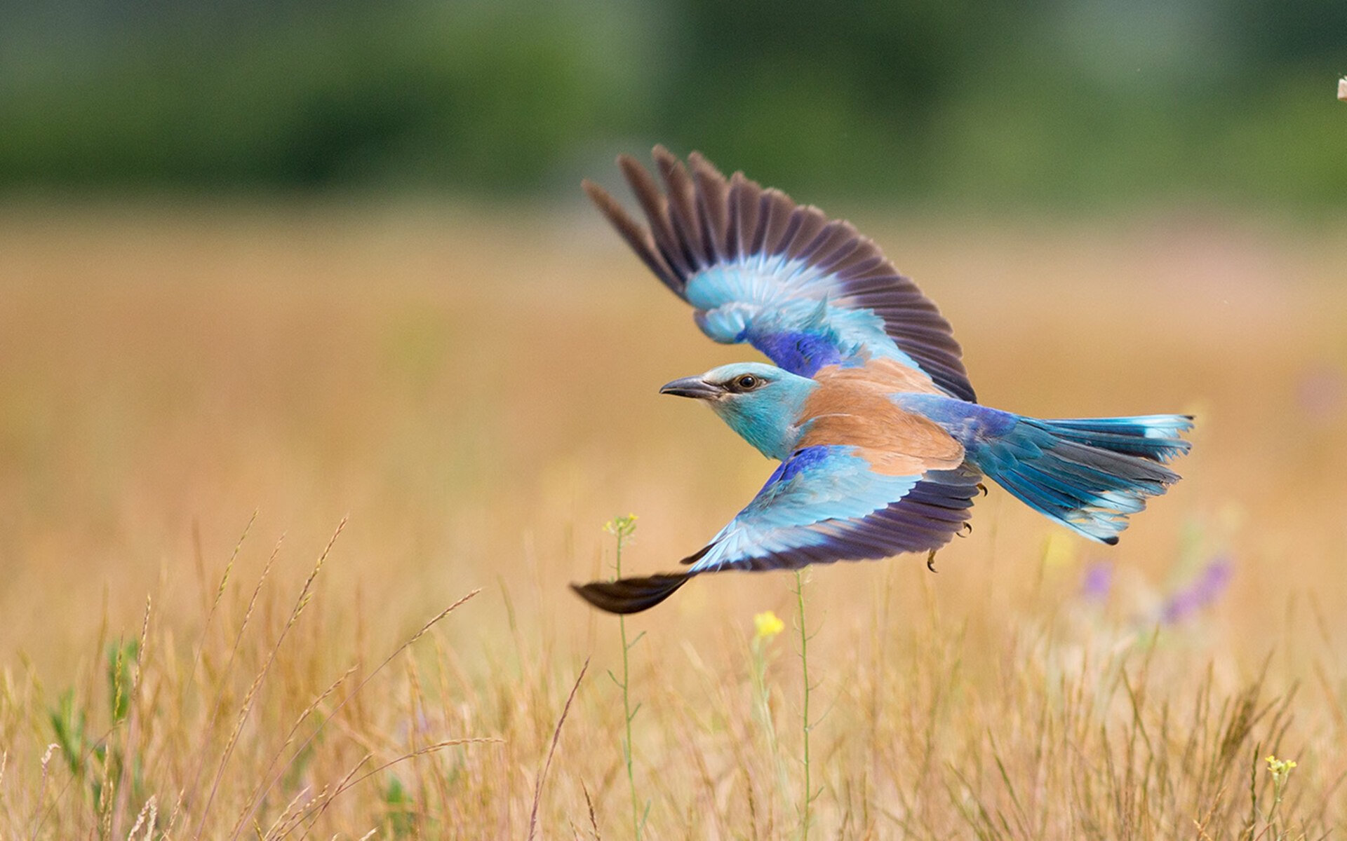 中国足球俱乐部社会责任项目与公益足球结合，中国足协是公共组织吗