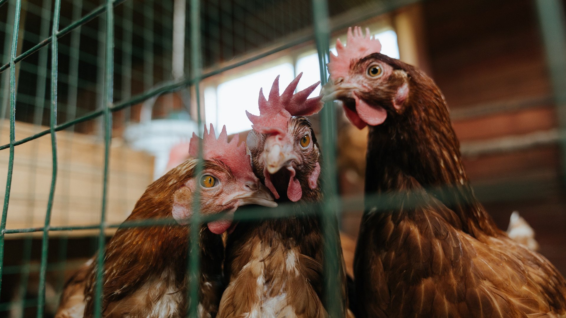 中国足球训练中耐力与爆发力训练方案对比效果,足球的耐力训练