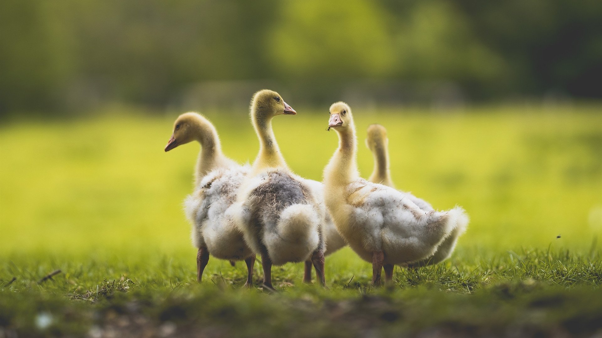 五大联赛体能训练系统化发展提升表现，体能赛事